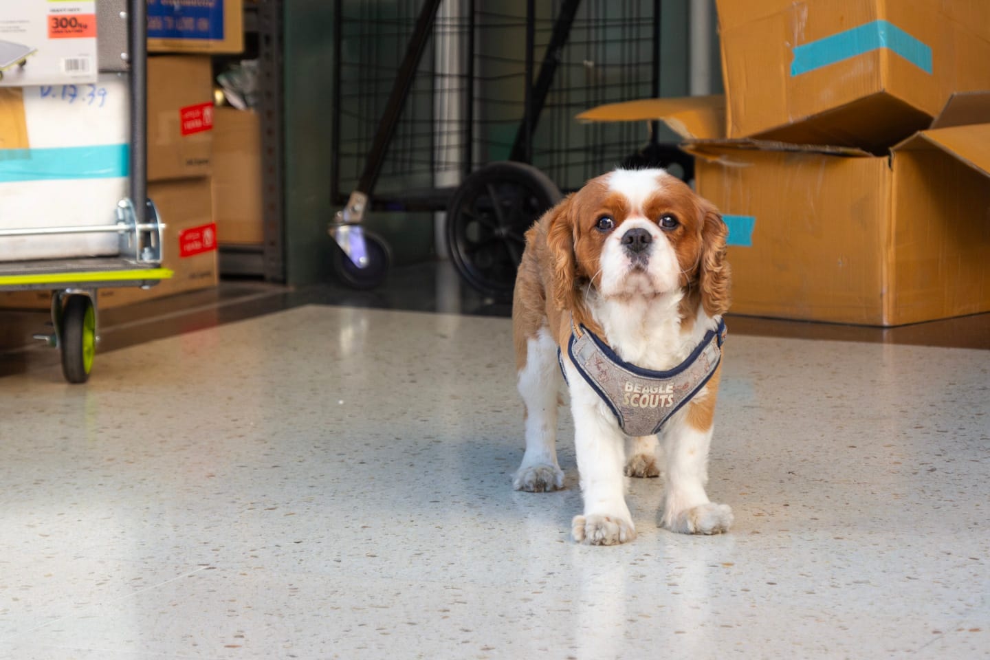 A beagle, owned by a resident of one of the shopfronts in Technocity, captured on camera whilst I was taking photos.